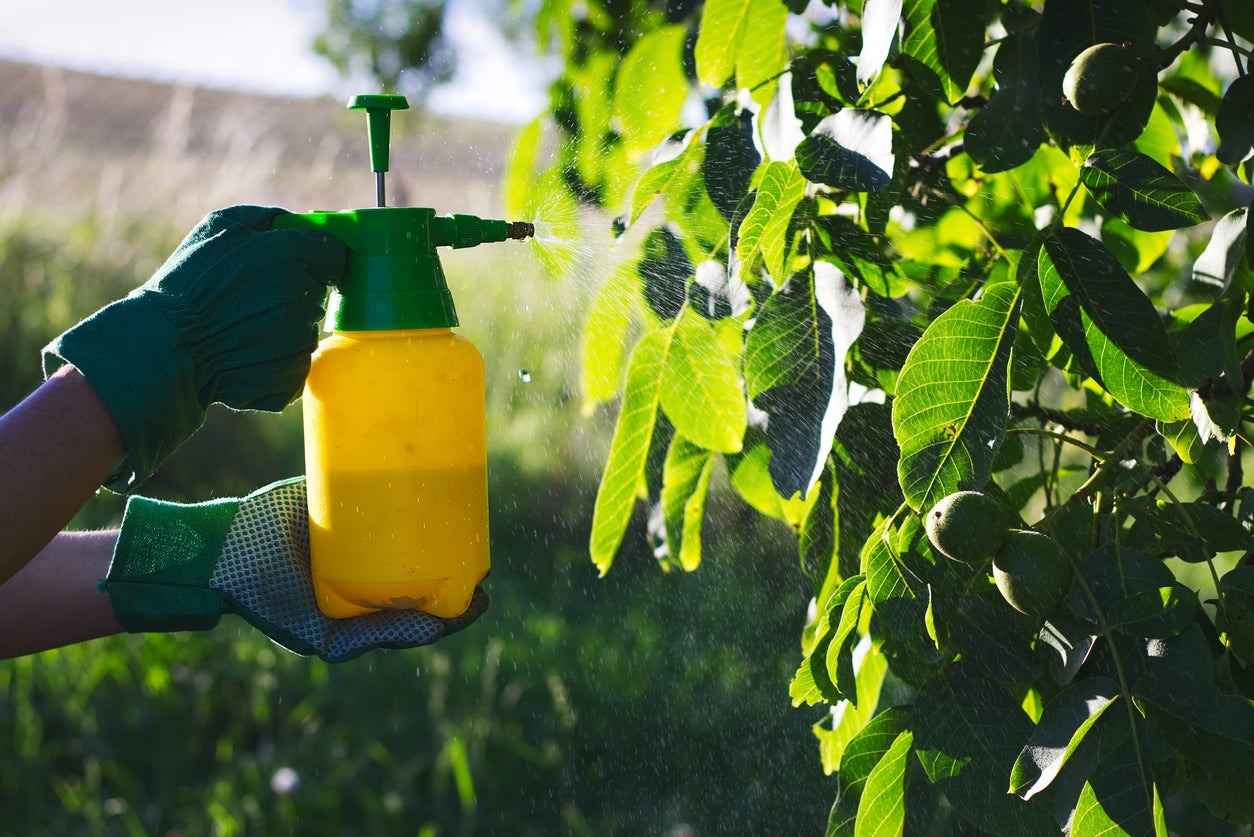 Сучасні фунгіциди – види та застосування | Adler Agro Vision