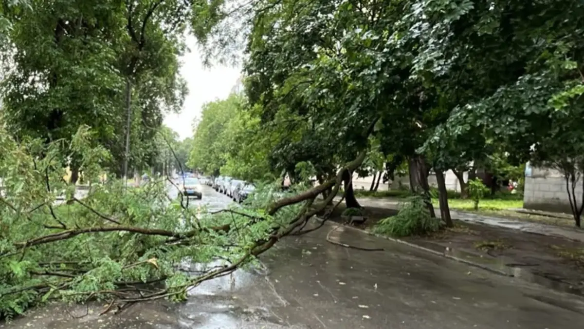 <p>Створено унікальну назву:</p>
<p><strong>Дерево-перешкода: у Кам’янці-Подільському рух транспорту ускладнено через падіння стовбура.</strong></p>