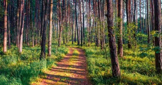 У лісах Волині: таємниця склепу цілительки з Варшави.